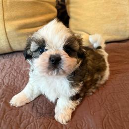 Oliver Grant - AKC Champion Bloodline - Tricolor male Shih Tzu puppy in Long Beach, California from Prieto Shih-Tzu's