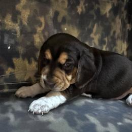 Beagle Puppies from Vaughn Gross