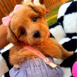 DIOR - Apricot female Maltipoo puppy in Sugar Land, Texas from Celebrity Maltipoos