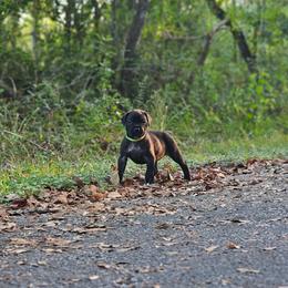 Fafnir (Green Collar) - Black male Cane Corso puppy in Houston, Texas from Zenith Cane Corso