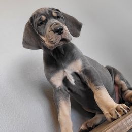 Great Dane Puppies from Bellaire Great Danes