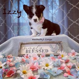 American Corgi and Pembroke Welsh Corgi Puppies from Weatherby’s Corgis