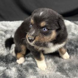 Boy 1: Dallas - Black tri-color male Australian Shepherd puppy in Volant, Pennsylvania from Addie's Aussies