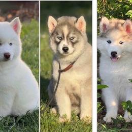 Siberian Husky puppies from A-Dream Pomsky Kennel