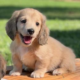 Cream Dapple Boy AKC LIMITED - Dapple male Dachshund puppy in Pauls Valley, Oklahoma from Simply Happy Dachshunds