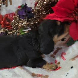 Dachshund Puppies from CLARK'S BREEDING PROGRAM
