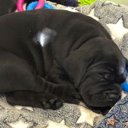 Pink collar female - Black female Cane Corso puppy in Gilbert, South Carolina from Sicuro Cane Corso LLC