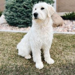 Sugar - Goldendoodle