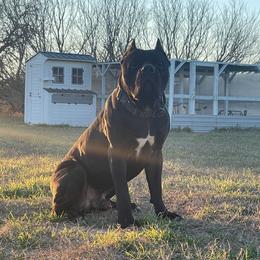 Hades - Cane Corso