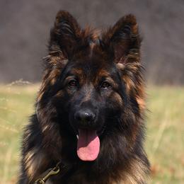 Kit - German Shepherd