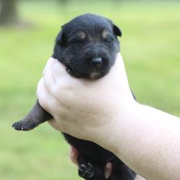 Green Collar - Black and tan male German Shepherd puppy in Bay Springs, Mississippi from Opalescent German Shepherds