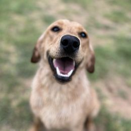 Teal - Labrador Retriever
