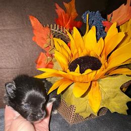 Juniper - Black parti female Pomeranian puppy in Zavalla, Texas from Precious Puff Poms