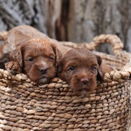 Australian Labradoodles from Best Life Labradoodles