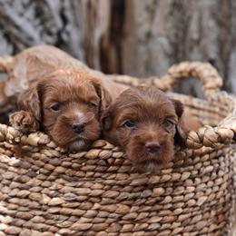 Australian Labradoodles from Best Life Labradoodles