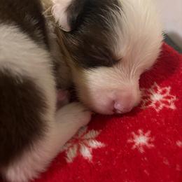 Male 6 Harvey - White and red male Border Collie puppy in Roanoke, Virginia from Romestar performance K9