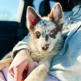Macaroni - Merle female Pomsky puppy in Cleveland, Ohio from Lake Point Pomskies