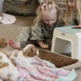 Bernedoodle and Cavapoo Puppies from Lawler’s Legacy Litters