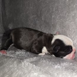 White Face Male. - Black brindle and white male Boston Terrier puppy in Harrodsburg, Kentucky from Joey's Boston Terriers