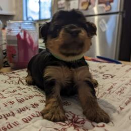 Yorkshire Terriers from Dusty Bottoms
