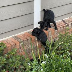Vietnamese Phu Quoc Ridgeback Puppies from Phu Quoc Ridgebacks of Mississippi