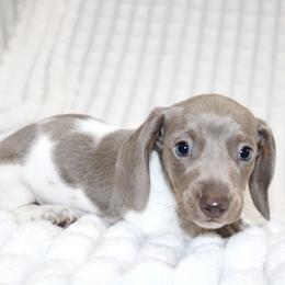 Jackson - Piebald male Dachshund puppy in Fairfax, Iowa from Grayson’s Lovable Dachshunds