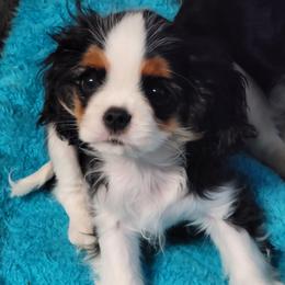 Jasper - Tri-color male Cavalier King Charles Spaniel puppy in Los Lunas, New Mexico from Kiddle's Cavaliers