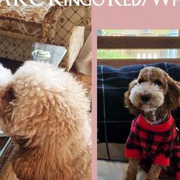 Maltese and Poodles from Maltese & poodle Lovers