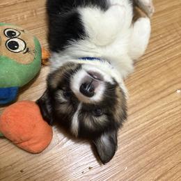 Tri boy 4 Blue Collar - Black and tan male Pembroke Welsh Corgi puppy in Mountain View, Hawaii from Celtic Corgis