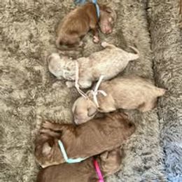Goldendoodle puppies from Stacy Young