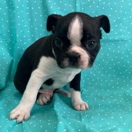 Frank - Black and white male Boston Terrier puppy in Fillmore, Illinois from Wind Hill Puppies
