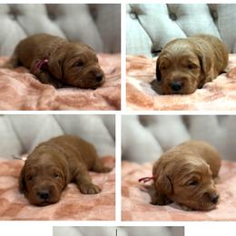 Girl 1 Selection - Red  female Goldendoodle puppy in Pleasant Hill, Iowa from Harvest Creek