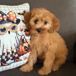 Smokey - Apricot male Cavapoo puppy in Mc Kinney, Texas from Safari Doodles