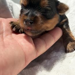 Snickers - Black and gold male Yorkshire Terrier puppy in Escondido, California from Yorkies of Escondido