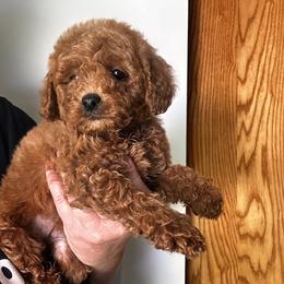 Maui - Poodle