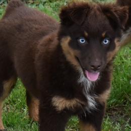 CHERRY - Red tri-color female Australian Shepherd puppy in Nowata, Oklahoma from 4Feathers