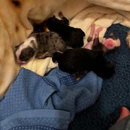Pandora - Black tri-color female Australian Shepherd puppy in Piedmont, Oklahoma from HeartDriven Aussies