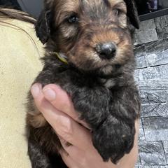 Puppy 6 - Wheaten male Whoodle puppy in Corinth, Maine from Whoodles of Maine