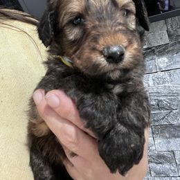 Puppy 6 - Wheaten male Whoodle puppy in Corinth, Maine from Whoodles of Maine