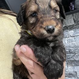 Puppy 6 - Wheaten male Whoodle puppy in Corinth, Maine from Whoodles of Maine