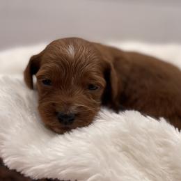 Holly - Red  female Goldendoodle puppy in Kansas City, Kansas from Bella & Ivy’s Mini Goldendoodles of KC