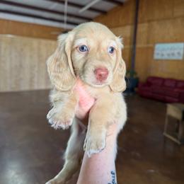 Fregley - Cream male Dachshund puppy in Stamford, Texas from West Texas Miniature Dachshunds