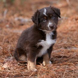 Banks RTM - Red tri male Miniature Australian Shepherd puppy in Nacogdoches, Texas from TK Standard, Mini, & Toy Aussies
