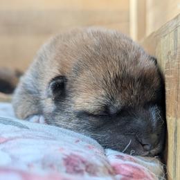 Lewis - Red male Shiba Inu puppy in Jasper, New York from Cornerpost Shiba Inus