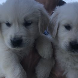 Golden Retriever Puppies from Reel Ridge Farm