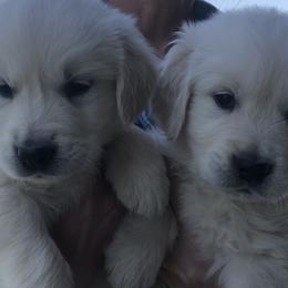 Golden Retriever Puppies from Reel Ridge Farm