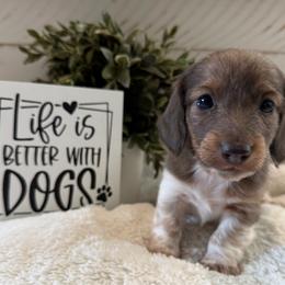 Sandy - Fawn (Isabella) female Dachshund puppy in Gerber, California from Red Dirt Doxies