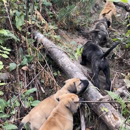 Boerboel All Grown Up from Romboel Farm Dogs