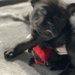 French Bulldog Puppies from Flathead’s Fabulous Frenchies