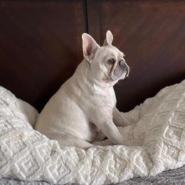 Alyssa - French Bulldog